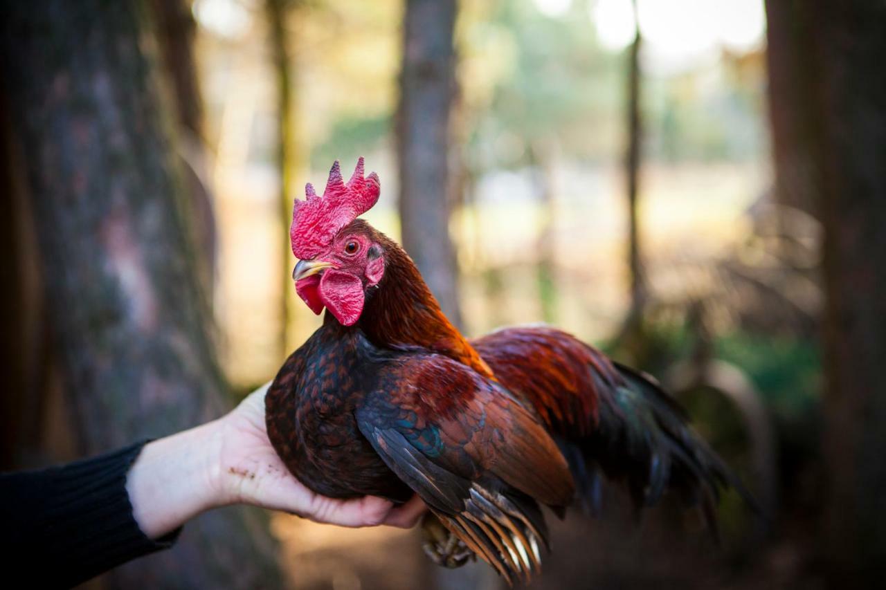 Domek W Dlugosiodle Dlugosiodlo Dış mekan fotoğraf