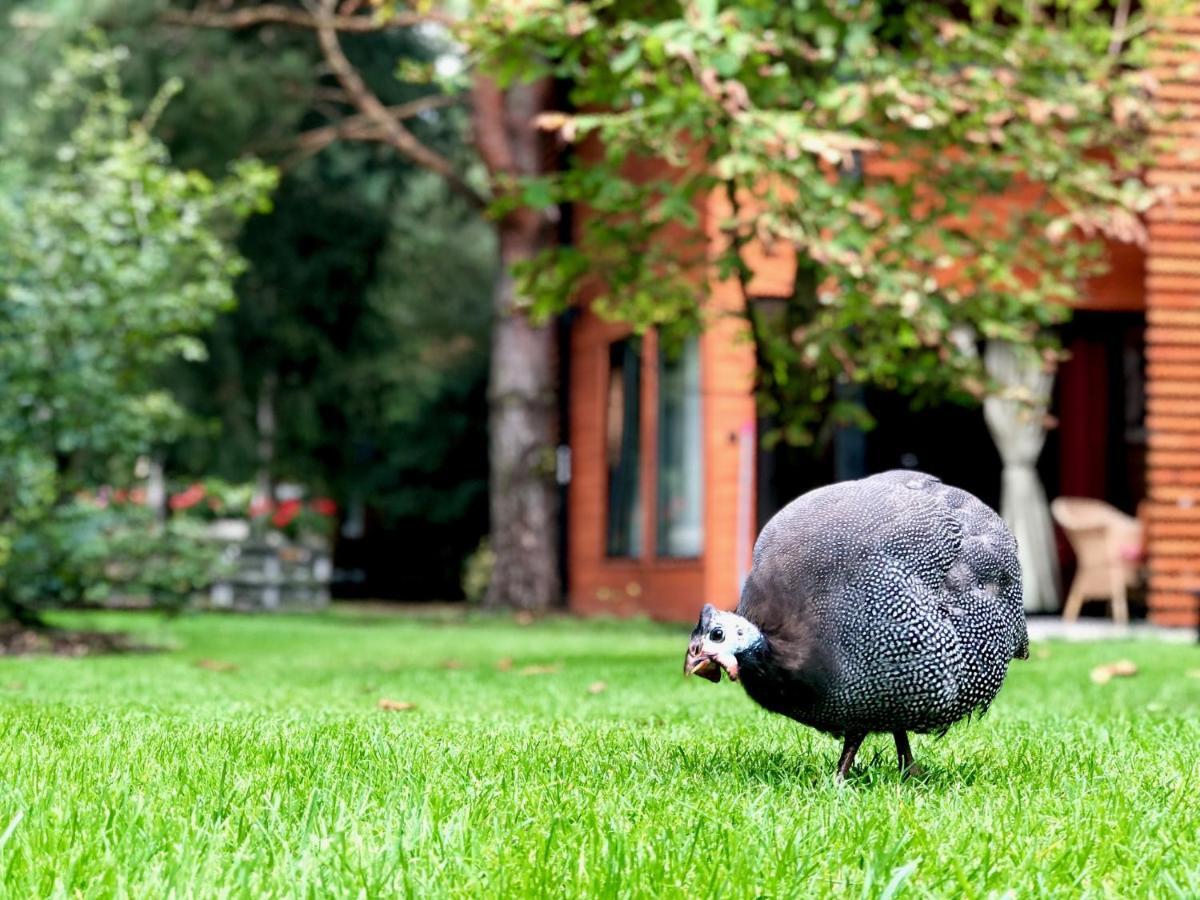 Domek W Dlugosiodle Dlugosiodlo Dış mekan fotoğraf